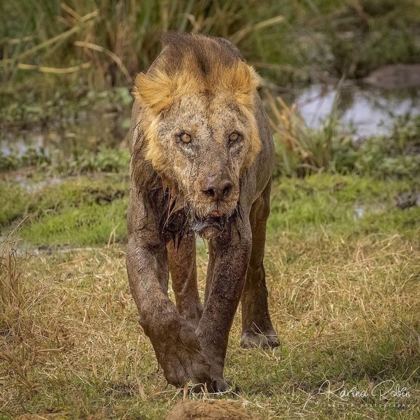 Meet One of the Oldest African Lions