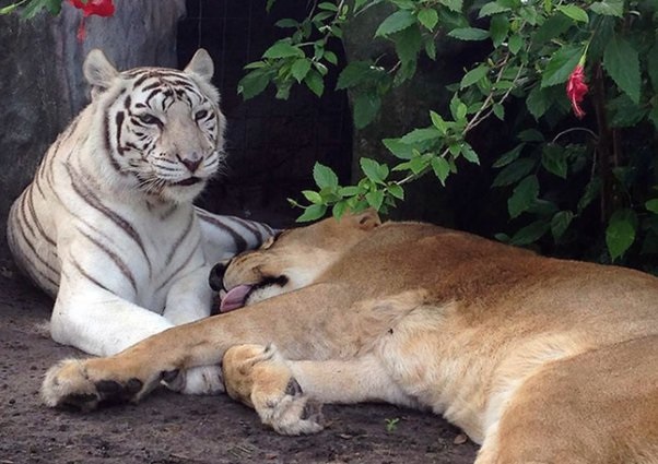 (Photos) Lion falls In love with white tigress
