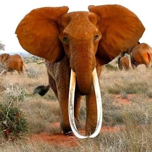 Kenya famous matriarch elephant is dead