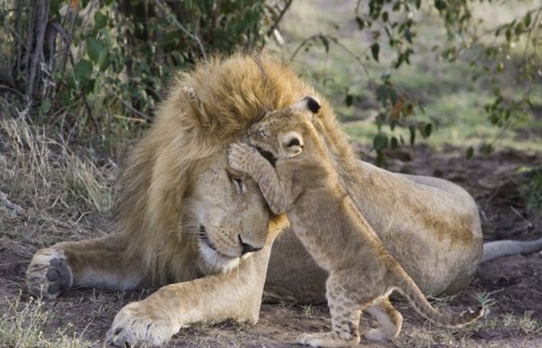 Amazing moment a lion cub meets his dad for the first time