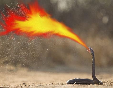 Can a Snake spit fire?