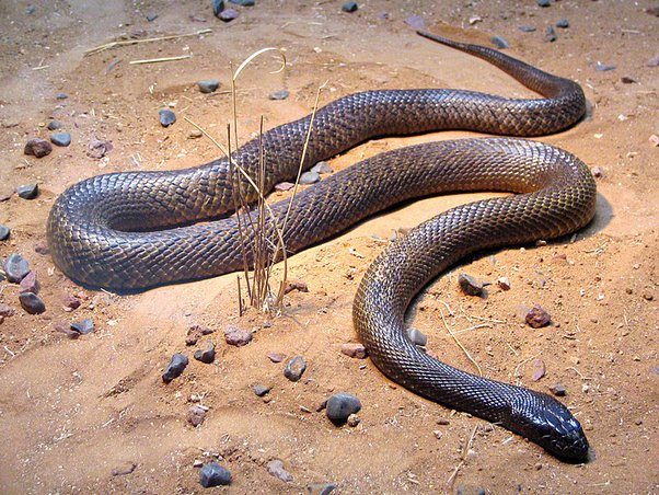 What is the most dangerous snake in the world?