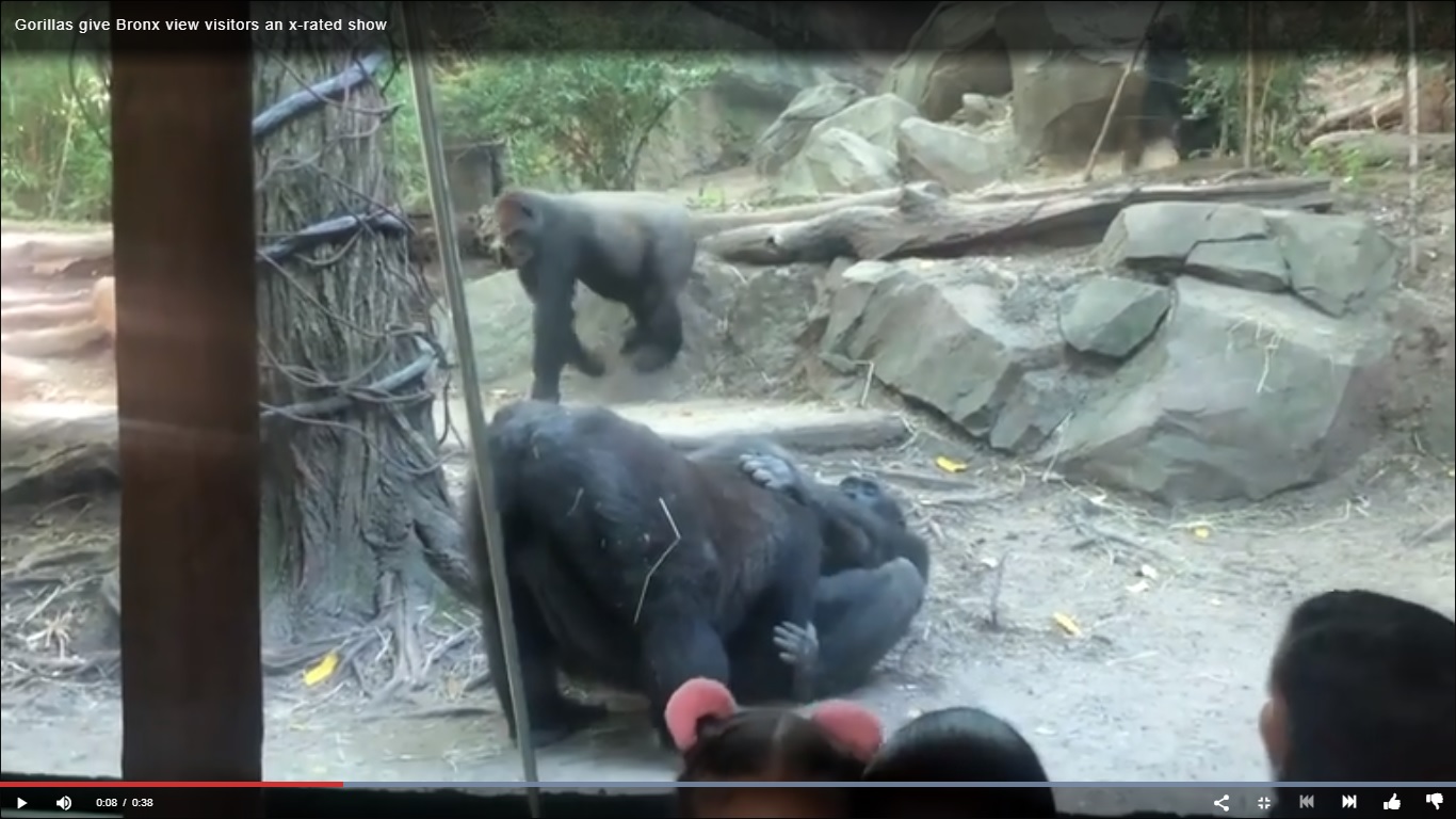 Watch the Moment A Gorilla Performs Oral S*x On His Partner (Video)