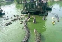 Man Sweams through Crocodiles for 1 million dollars