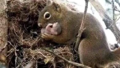 Female Squirrels are the most perfect creatures in a marriage.