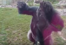 Don't Do this in front of a Gorilla