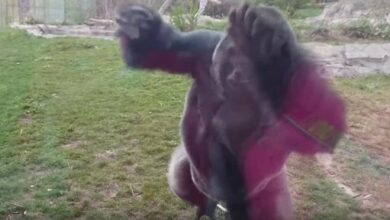 Don't Do this in front of a Gorilla