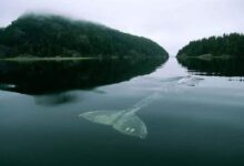 The Loneliest Whale in the World