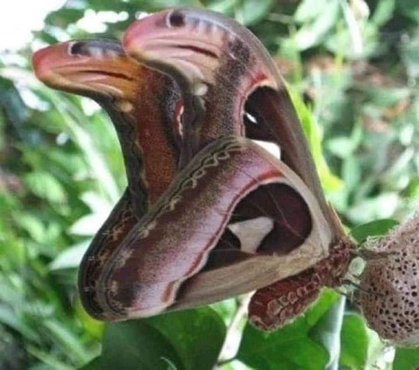 Which butterfly disguises itself as a snake