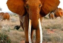 Kenya famous matriarch elephant is dead