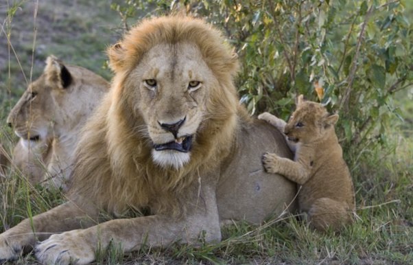 Amazing moment a lion cub meets his dad for the first time