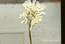 Daughter - Stereo Mind Game (Ablum)